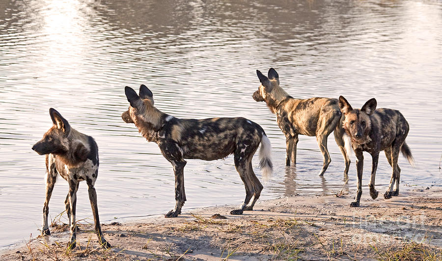 Four alert African Wild Dogs Photograph by Liz Leyden