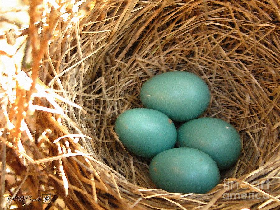 Four American Robin Eggs Painting by J McCombie