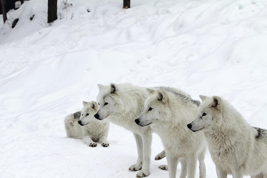 Four Arctic Wolves In Winter Selective Photograph by Bjmc