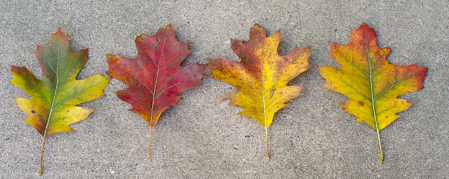 Four Autumn Leaves Photograph by Lynn Hansen