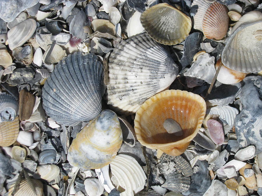 Four Beautiful Shells Photograph by Ellen Meakin