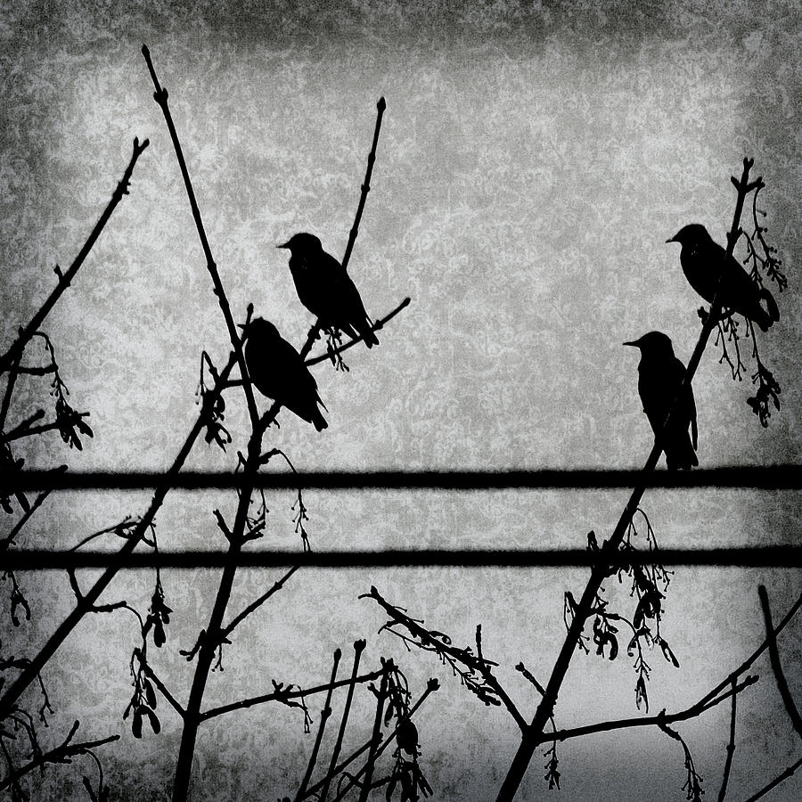 Four Blackbirds Photograph by Bonnie Bruno