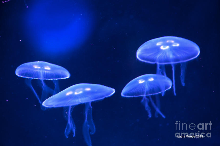 Four Blue Moon Jellyfish Photograph by Artist and Photographer Laura Wrede