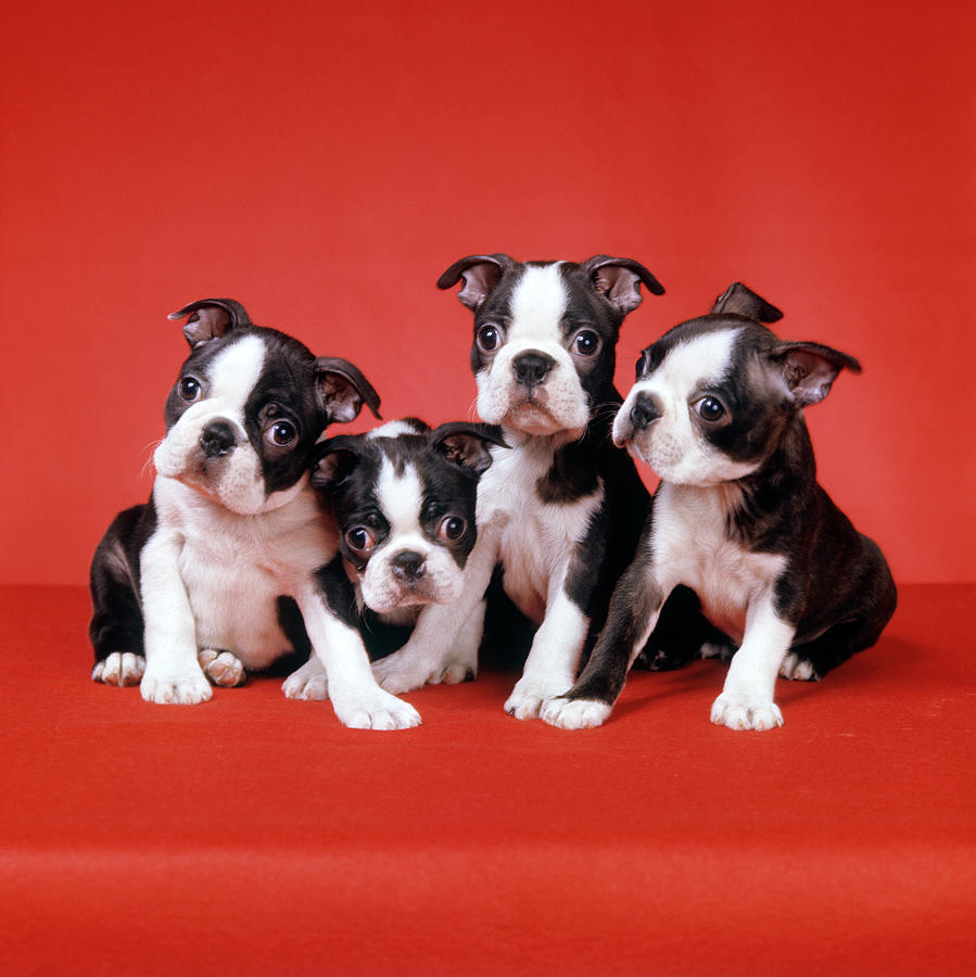 Four Boston Terrier Puppies On Red Photograph by Vintage Images