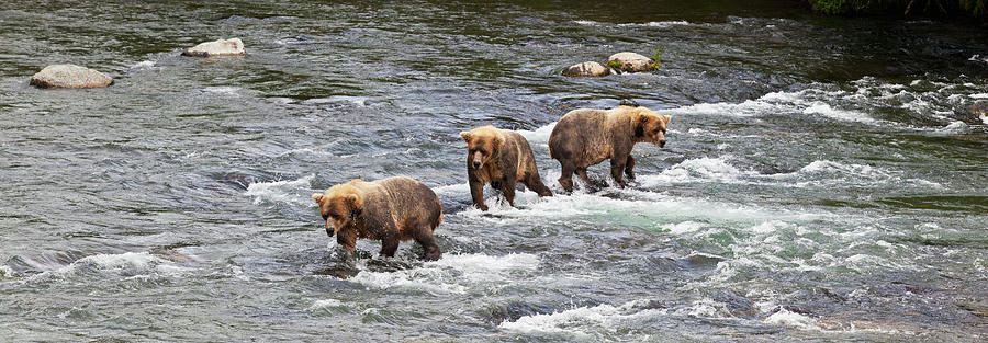 Four Brown Bears  Ursus Arctos  Wade Photograph by Gary Schultz