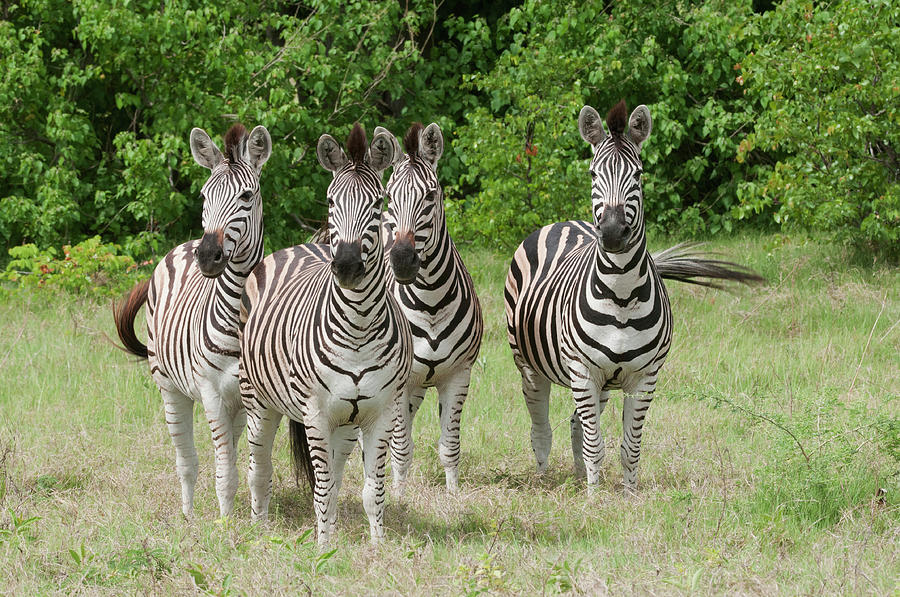 Tree Photograph - Four Burchells Zebras On Alert by Jan and Stoney Edwards