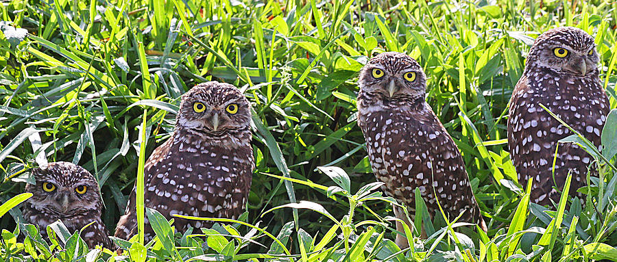Four Burrowing Owls Photograph by Dart Humeston