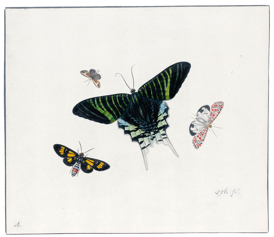Four Butterflies Painting by Herman Henstenburgh