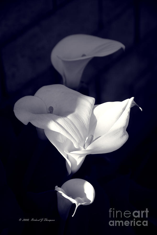 Four Calla Lilies In Shade Photograph by Richard J Thompson 