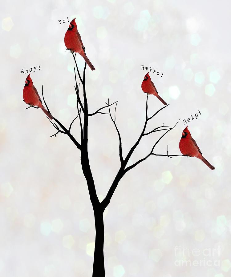 Cardinal Photograph - Four Calling Birds by Juli Scalzi