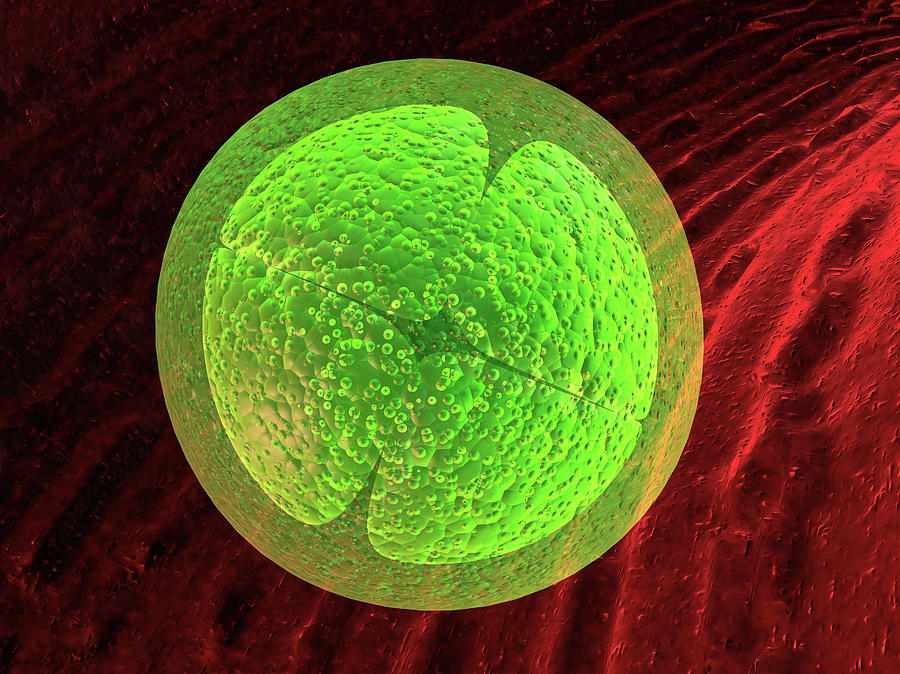 Four-cell Embryo Photograph by Gunilla Elam/science Photo Library