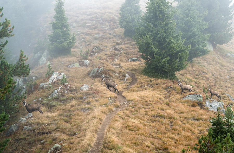 Four chamois crossing a forest path in the Swiss Alps Photograph by Matthias Hauser
