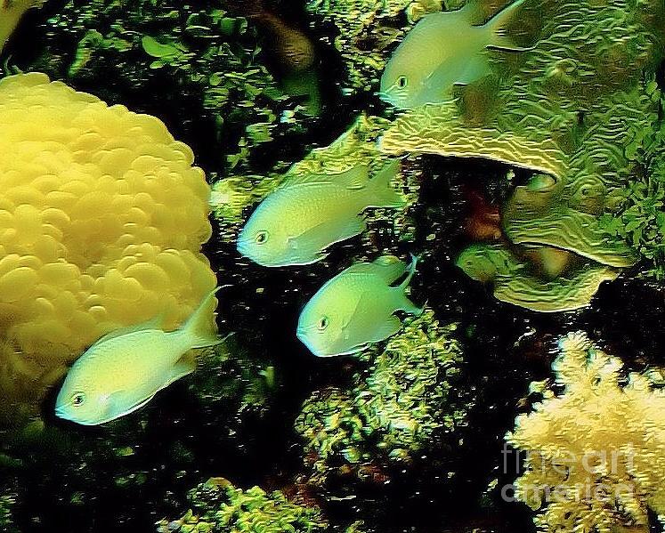 Four Chromis Green Fish Photograph by Janette Boyd