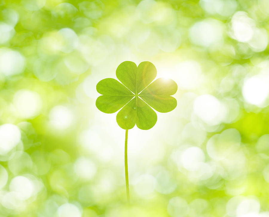 Four Clover Leaf Photograph by a.collectionRF