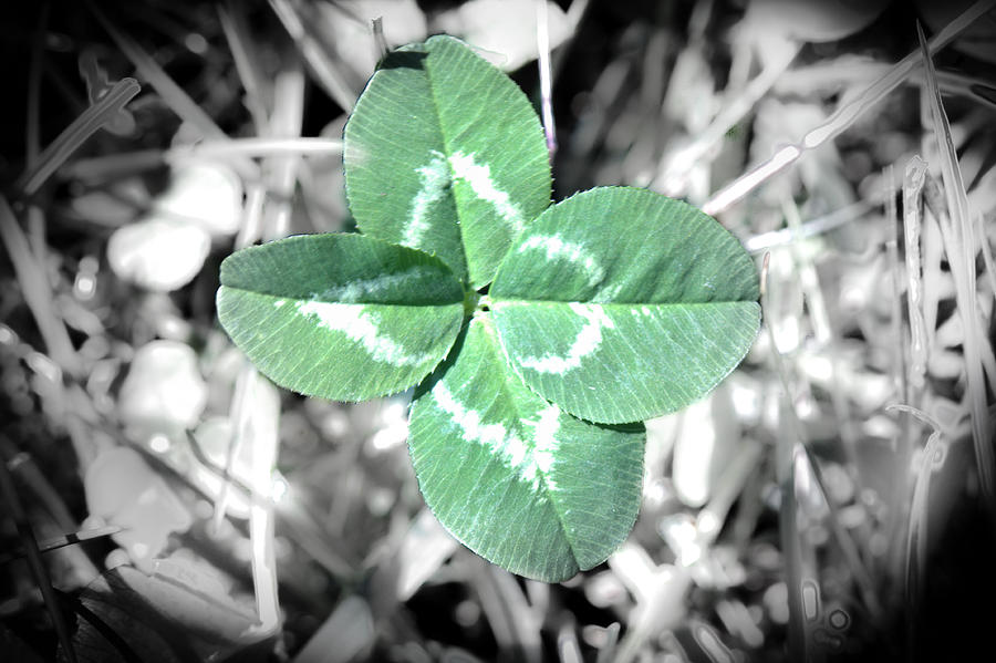 Four Clover Leaf Photograph by Nick Mares