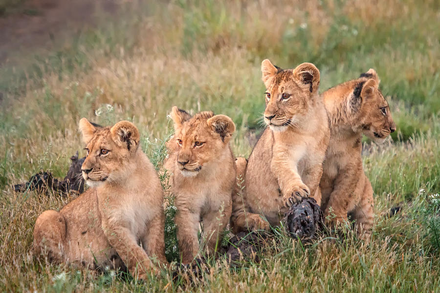 Four cubs Photograph by Sylvia J Zarco