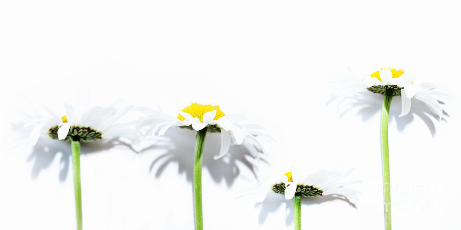 Four Daisy Flowers Photograph by Sabine Jacobs