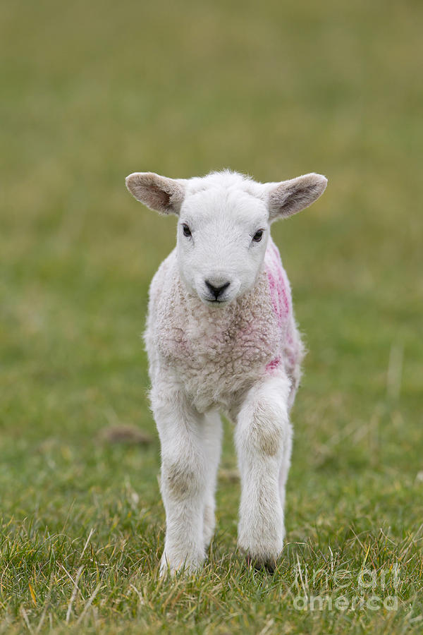 Four-day-old Lamb Photograph by Paul Sawer FLPA
