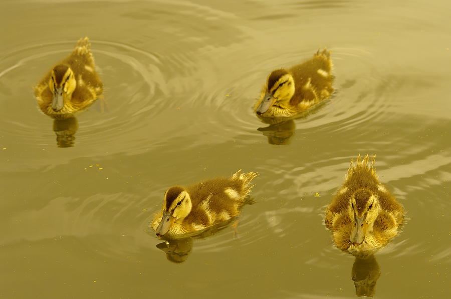 Spring Photograph - Four Duckies by Jeff Swan