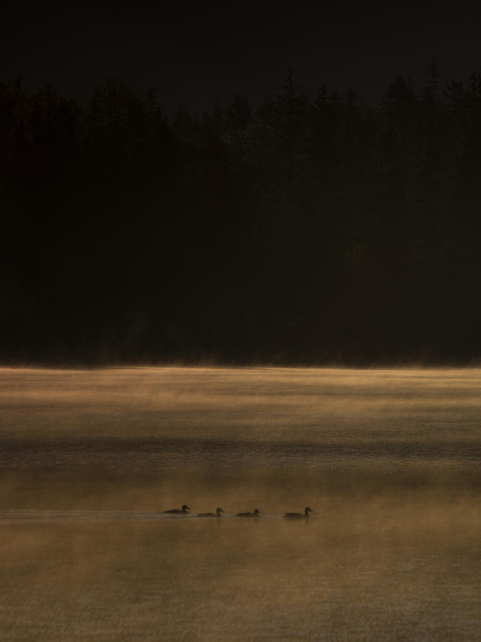 Wildlife Photograph - Four Ducks by Aaron Bedell