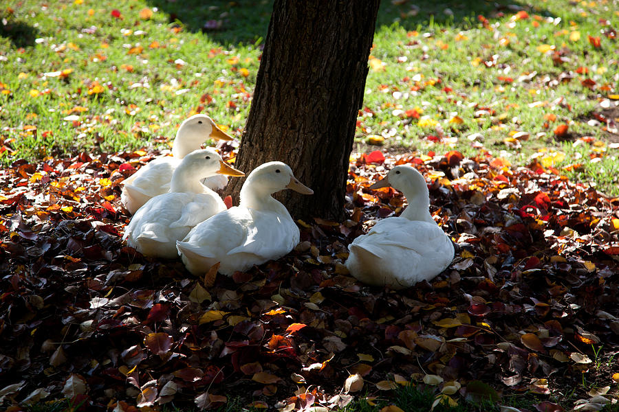 Four Ducks and a Tree Photograph by Carole Hinding