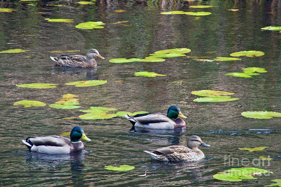Four Ducks Photograph by Chris Anderson