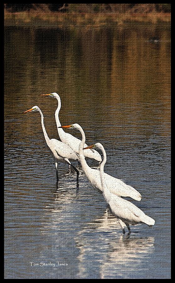 Four Egrets Fishing Photograph by Tom Janca