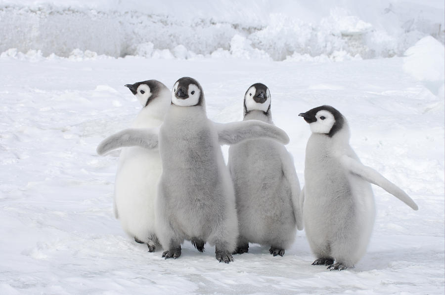 Four Emperor Penguin Chicks Weddell Sea Photograph by Bill Coster