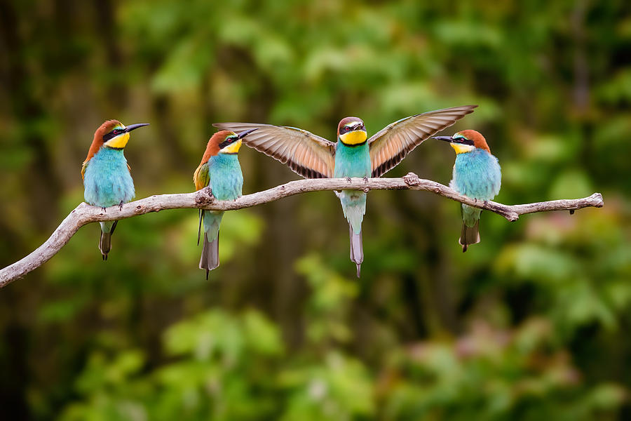 Four european bee-eater (Merops apiaster) birds perching on branch Photograph by Péter Hegedűs