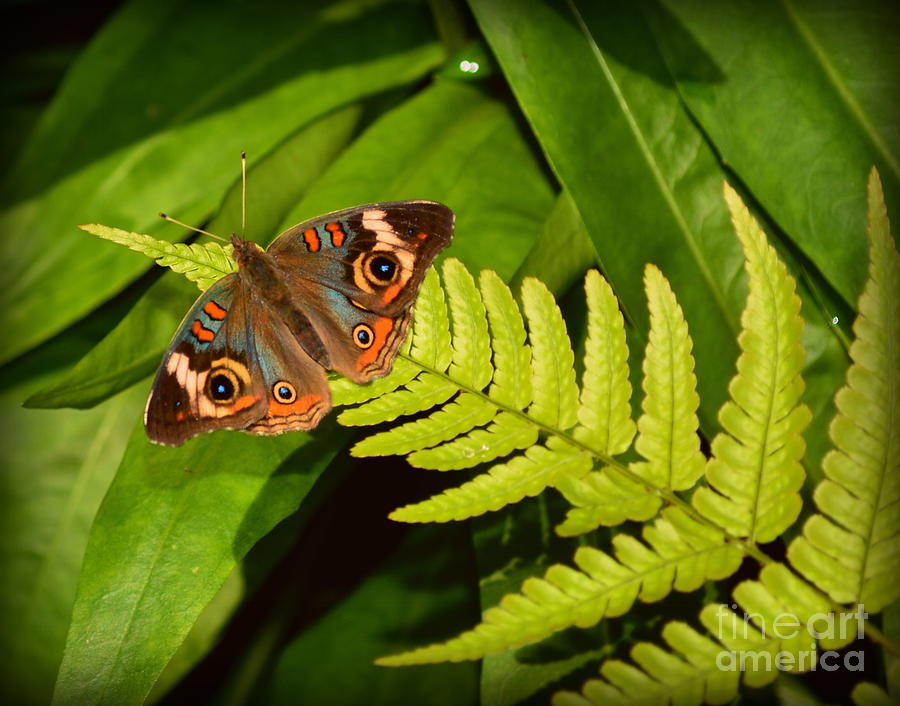 Four Eye Butterfly Photograph by Amy Lucid