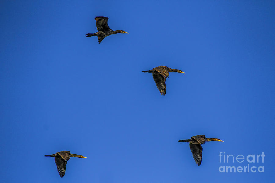 Four flying Cormorants Photograph by Barbara Bowen