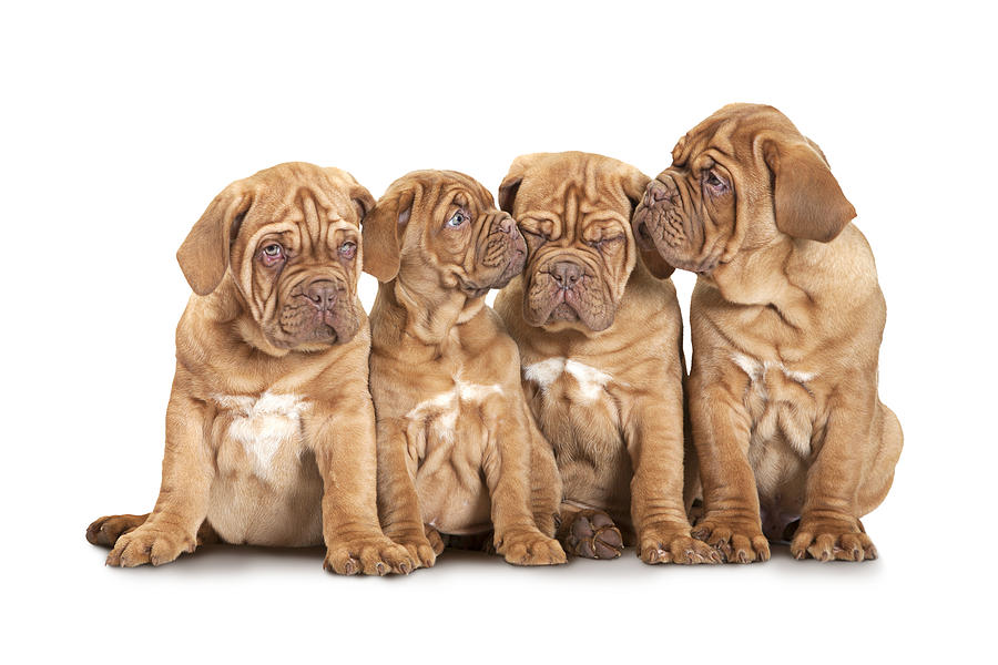 French mastiff puppies shops