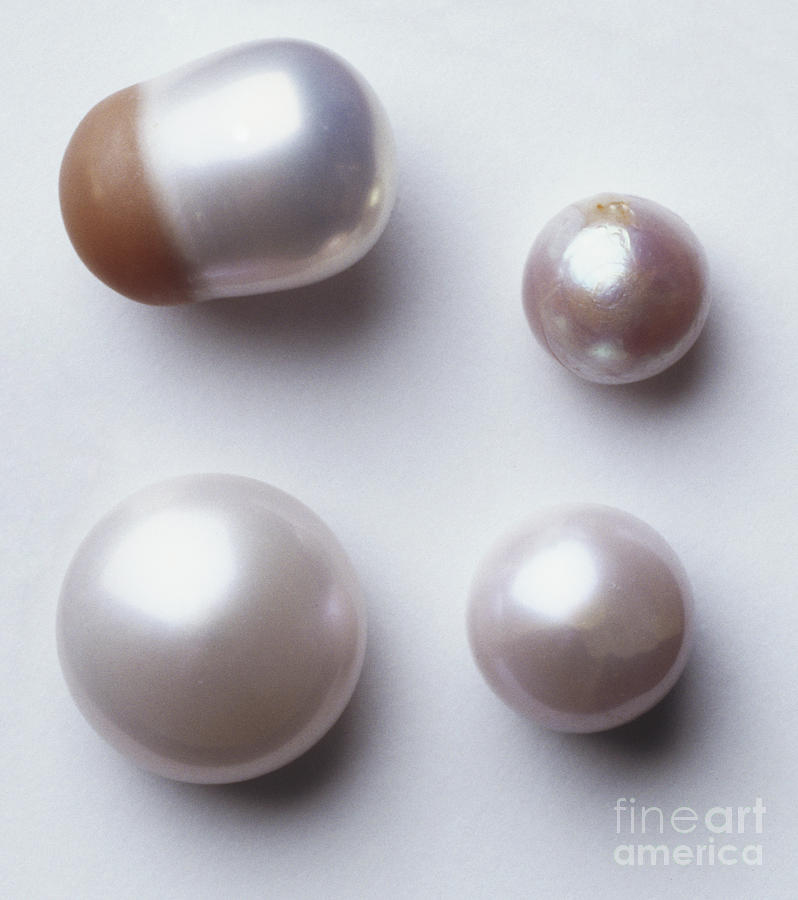 Four Fresh Water Pearls, Close Photograph by Harry Taylor and Dorling Kindersley