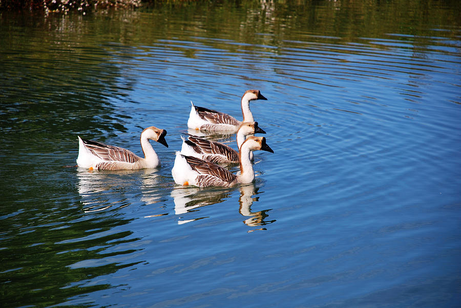 Four Geese a Swimming Photograph by Linda Segerson