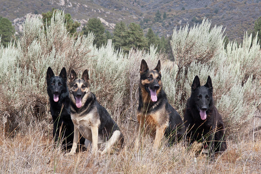 Jigsaw Puzzle of Four German Shepherds sitting in a field with sage