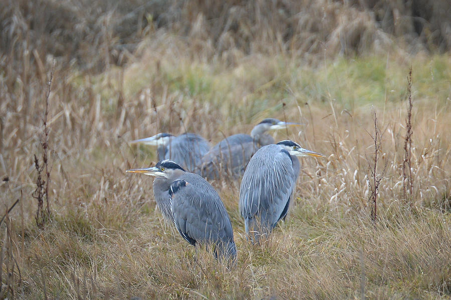 Four Herons Photograph by Ronda Broatch