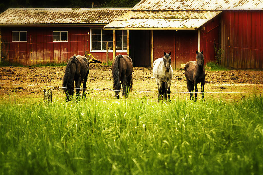 Four Horses Photograph by Belinda Greb