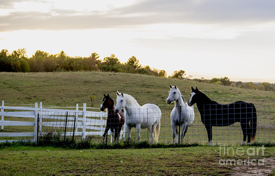 Sunset Photograph - Four Horses by TommyJohn PhotoImagery LLC