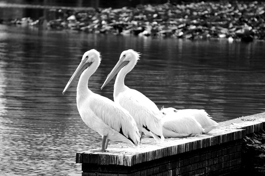 Pelican Photograph - Four in a Row 2 by Laurie Perry
