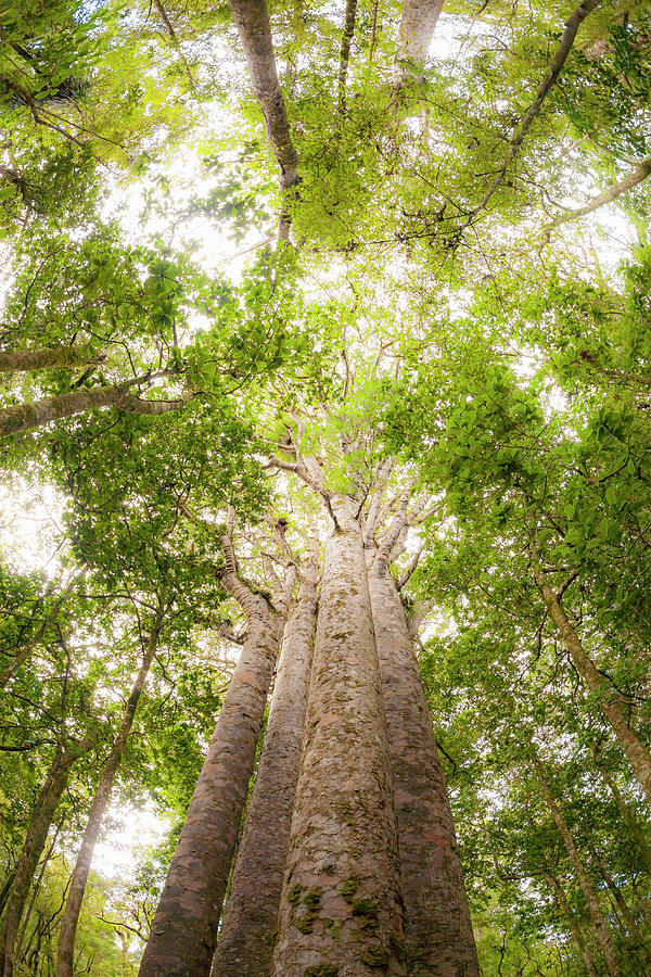 Nature Photograph - Four Kauri Trees, Waipoua Forest by Kim Westerskov