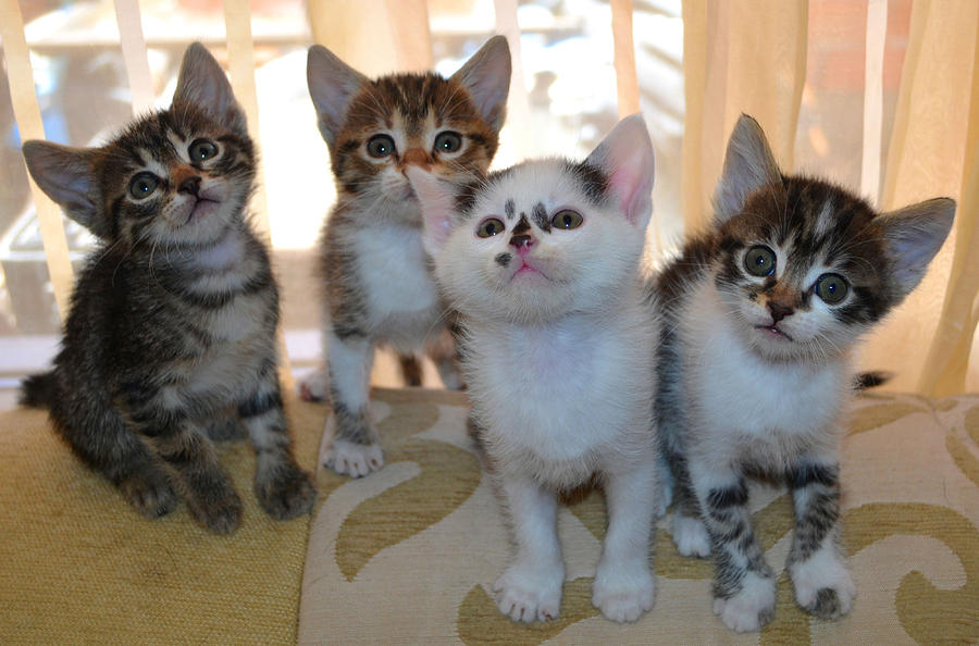 Four kittens Photograph by Rumiana Nikolova