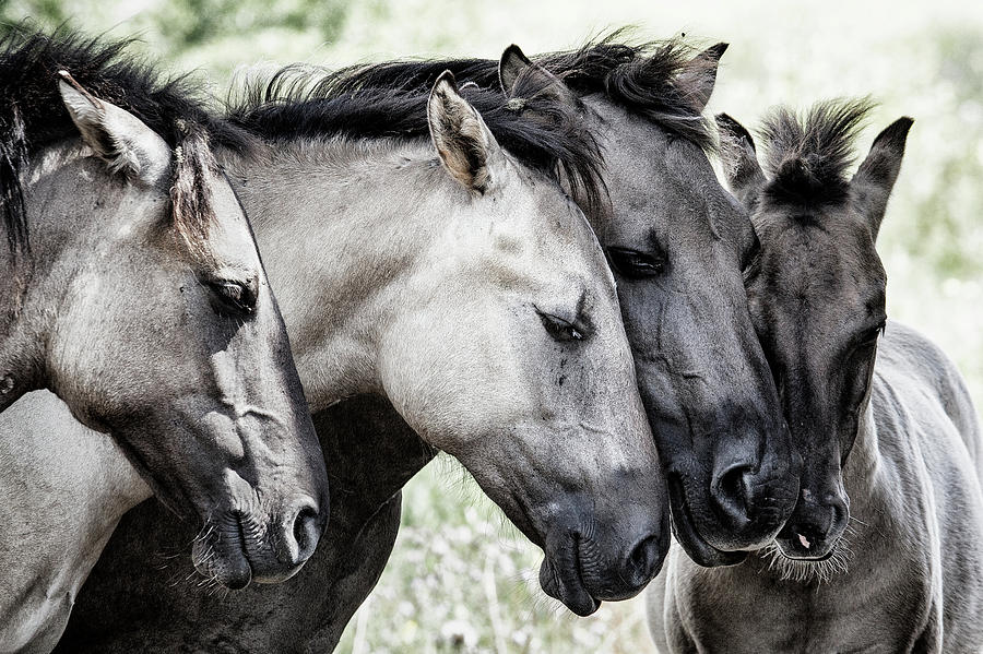 Four Konik Horses Photograph by Jaap Van Den