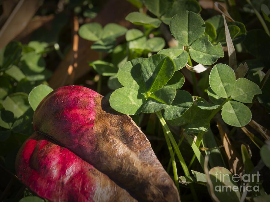 Four Leaf Clover and Red Nandina Leaf Photograph by MM Anderson