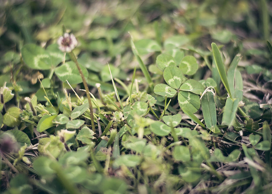 Nature Photograph - Four Leaf Clover by Heather Applegate