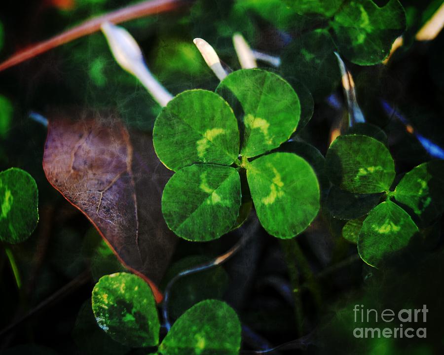 Four Leaf Clover Photograph by MM Anderson