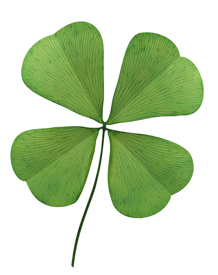 Four Leaf Clover On White Background Photograph by Dny59