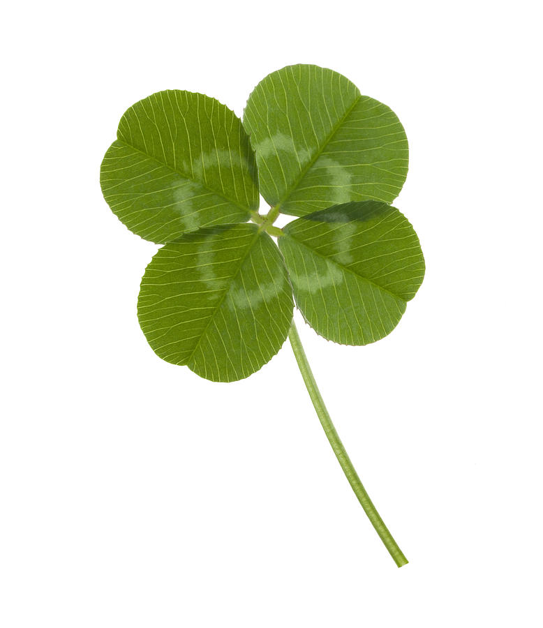 Four leaf clover on white background Photograph by Studiocasper