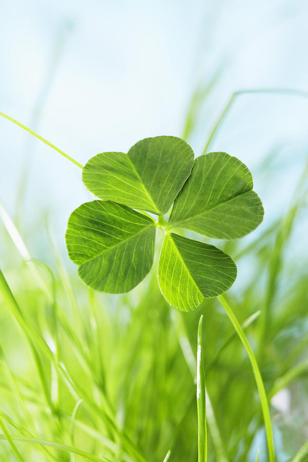 Four Leaf Clover Photograph by SimplyMui Photography