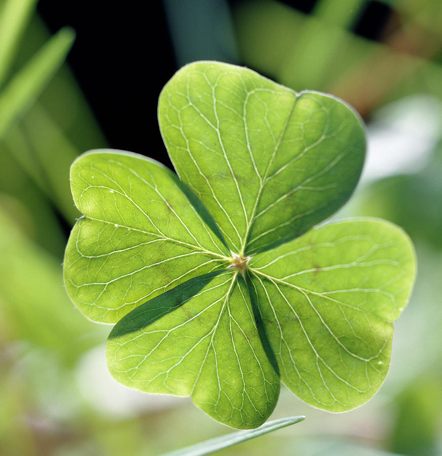 Four Leaf Clover In 2020 Clover Leaf Plant Leaves Four Leaves