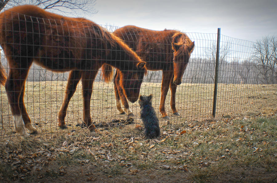 Horse Photograph - Four Legged Neighbors by Don Wolf